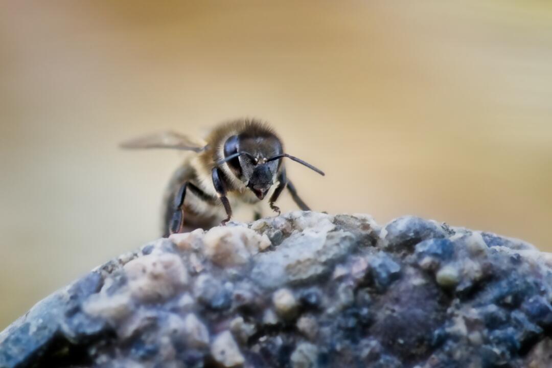 bee closeup shot