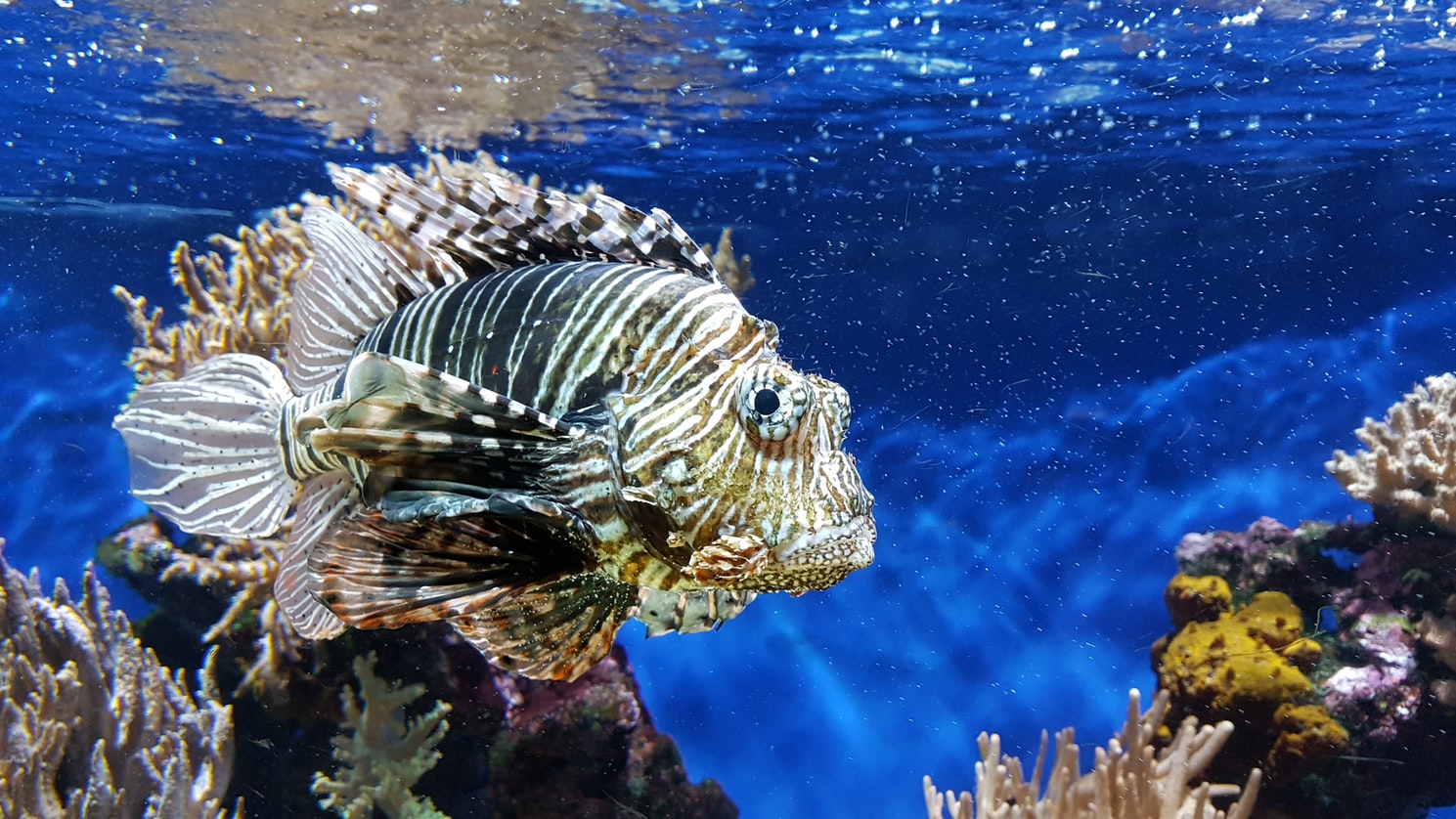 fish underwater photography