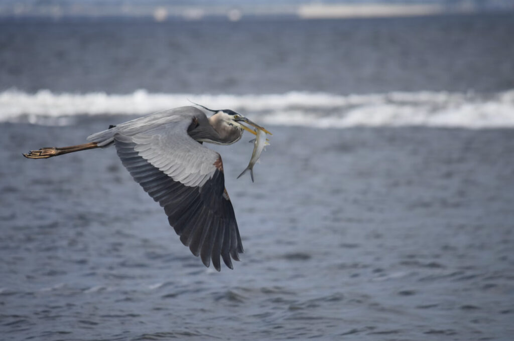 flying bird with a prey