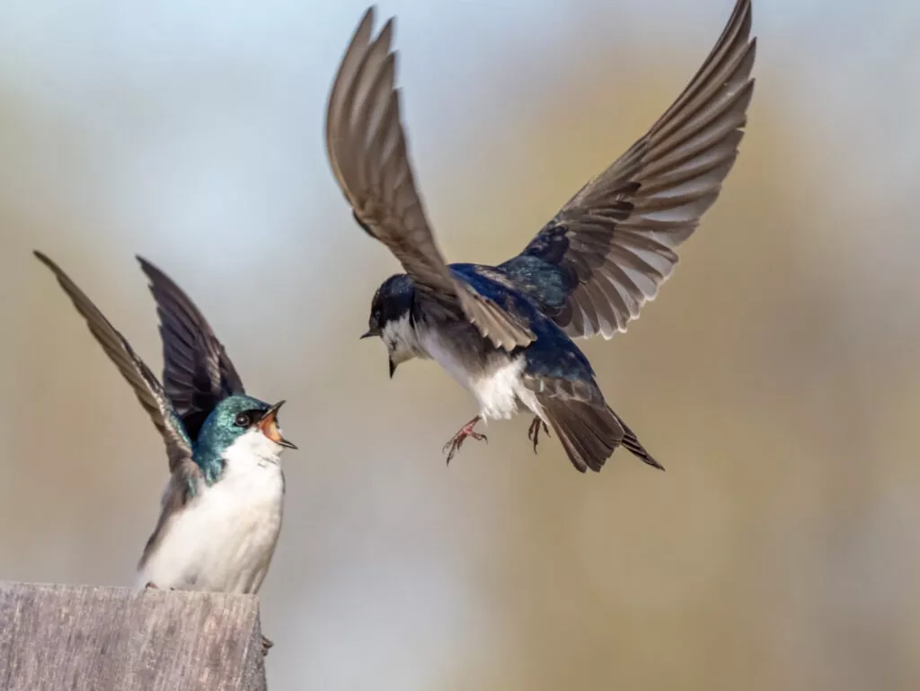 two birds having an argument