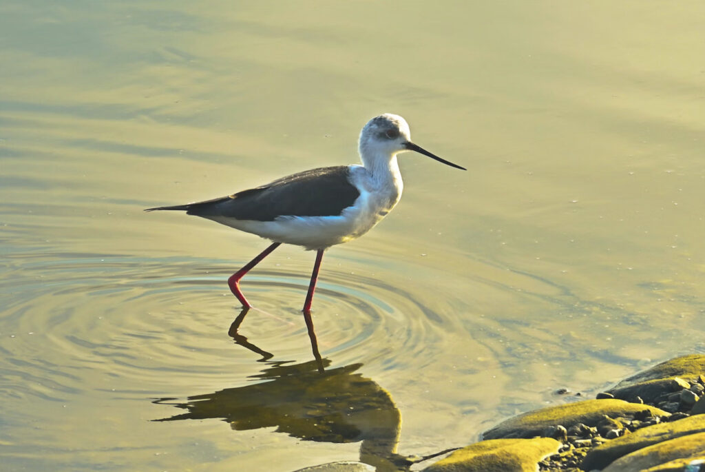 bird walking across shallow water