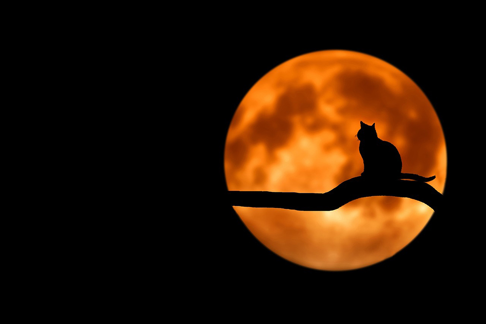 Sillhouette of cat in front of full moon