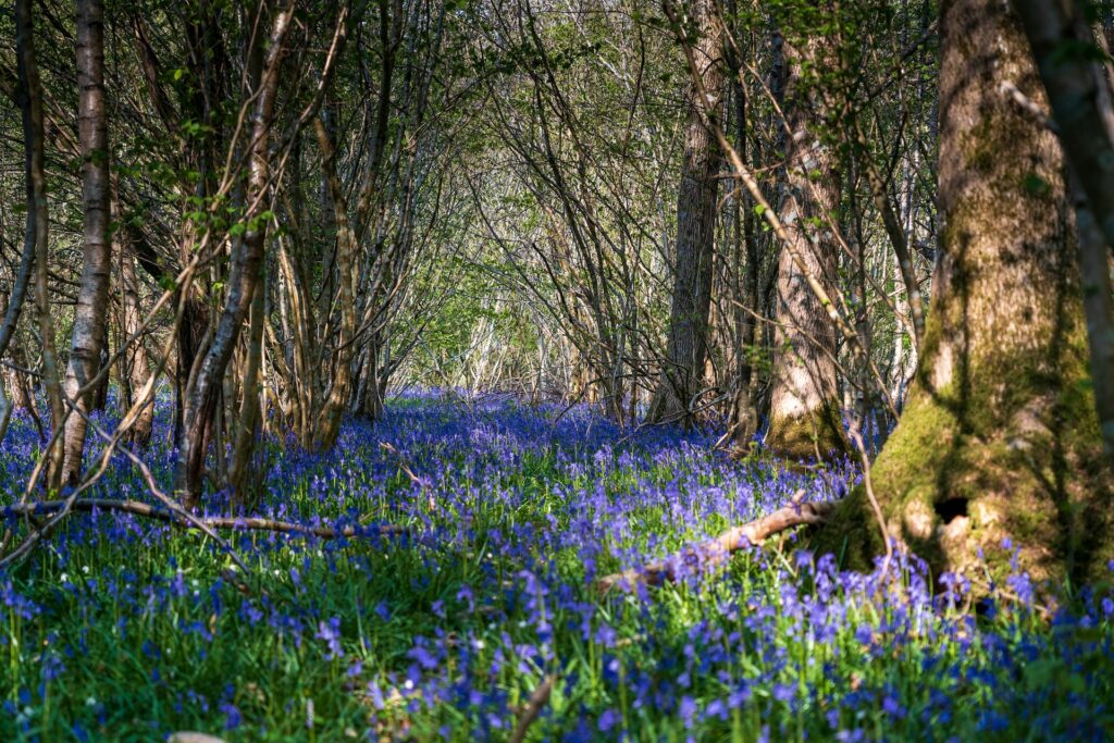 a forest of blue flowers